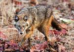 Golden Jackalc